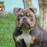 American Bully TriBlue American Bully TriBlue