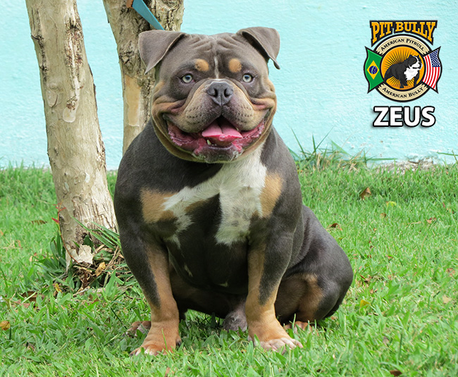 American Bully Triblue