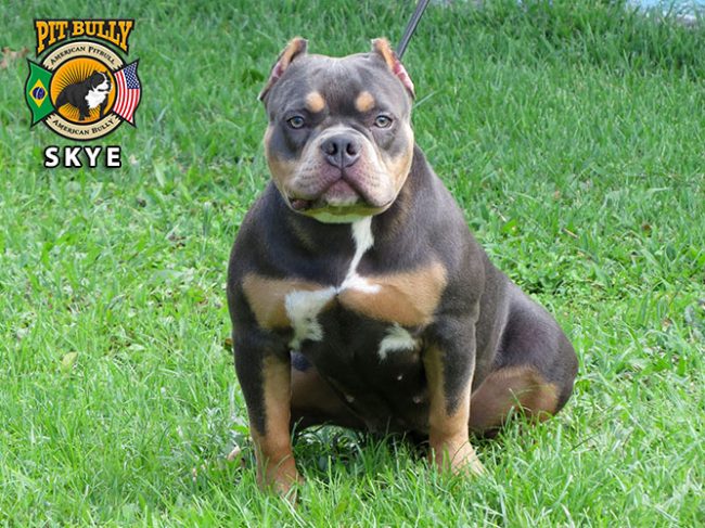 American bully preço valor – quanto custa? American bully preço valor - quanto custa?