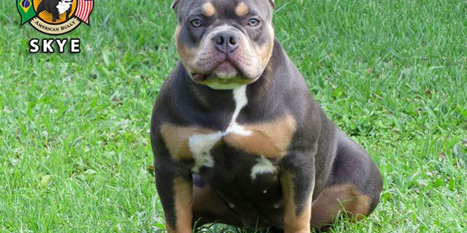 American bully preço valor – quanto custa? American bully preço valor - quanto custa?