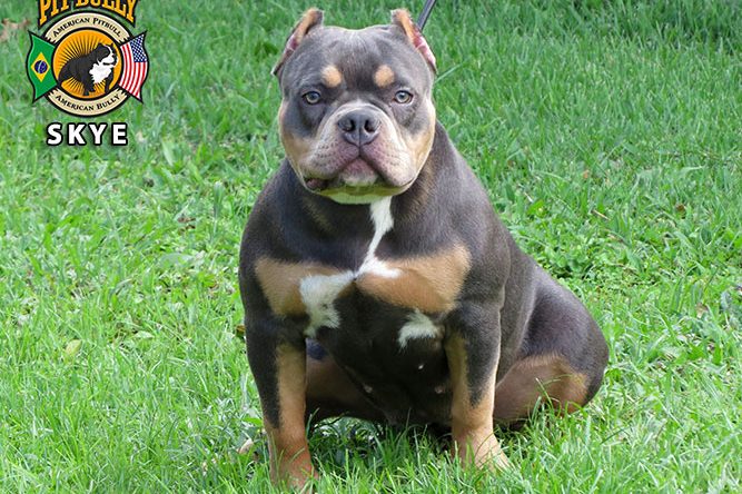 American bully preço valor - quanto custa?