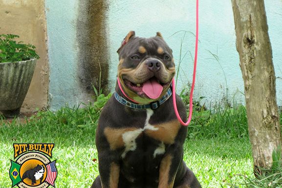 Dicas para aumentar o tempo de vida de seu cão