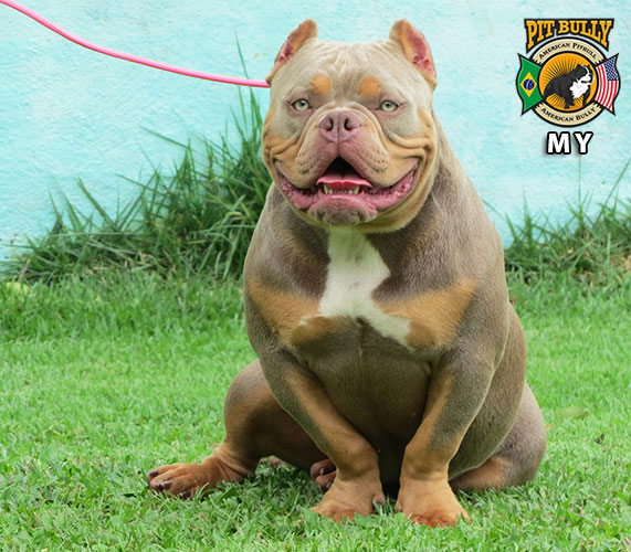 Cães Pit Monster e American Bully selecionados!