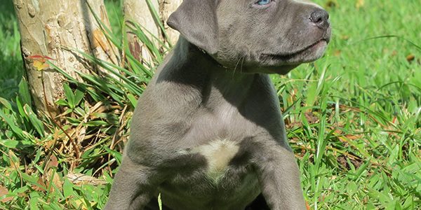 Pit bull Preço