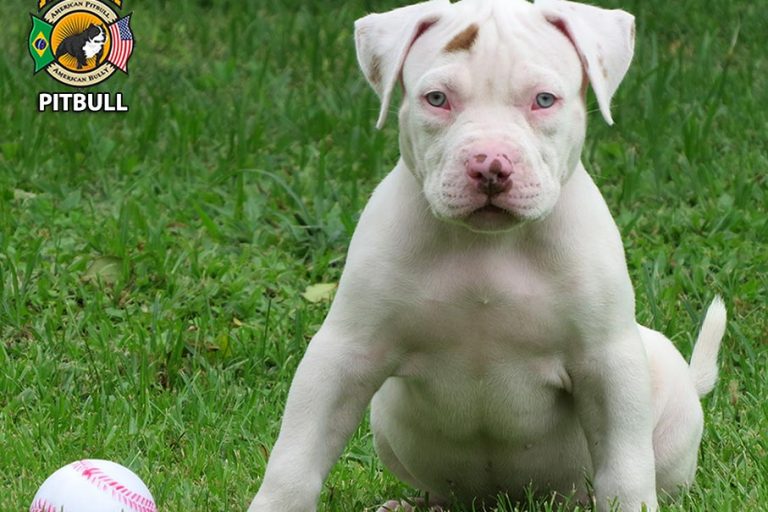 Filhotes de Pit Bull Monster