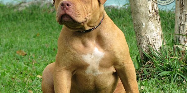 Pit Monster - Pit bull extremado!