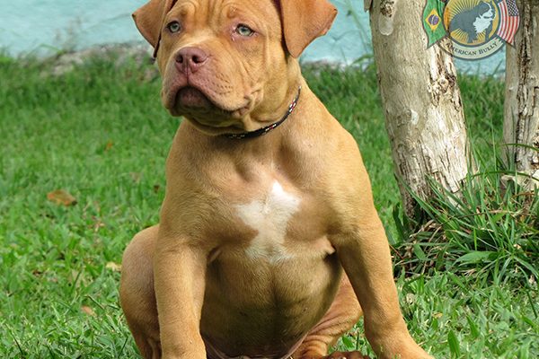 Pit Monster - Pit bull extremado!