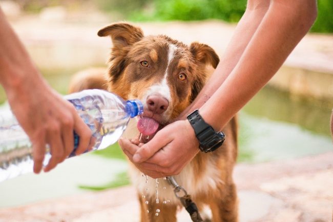 Hipertermia em cães – o Calor Pode Matar! Hipertermia em cães - o Calor Pode Matar!