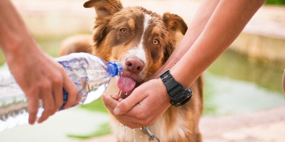 Hipertermia em cães - o Calor Pode Matar!