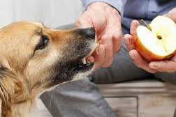 Alimentos que ajudam a prevenir o câncer nos cães