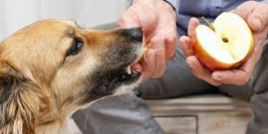 alimentos que ajudam prevenir câncer em cães Alimentos que ajudam a prevenir o câncer nos cães