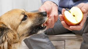 alimentos que ajudam prevenir câncer em cães Alimentos que ajudam a prevenir o câncer nos cães