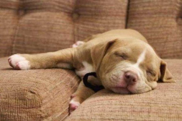 Cachorro Pit Bull e American Bully amam dormir