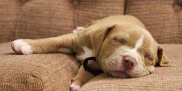 Cachorro Pit Bull e American Bully amam dormir