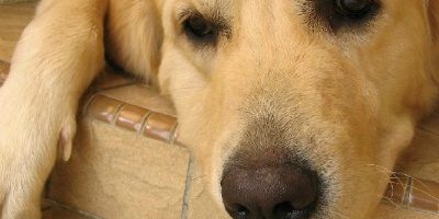 Meu cão não quer comer o que devo fazer?