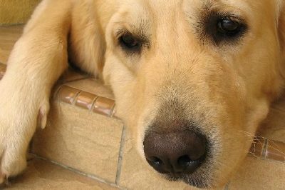 Meu cão não quer comer o que devo fazer?