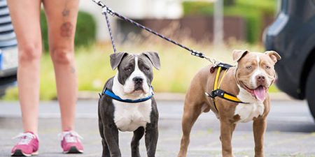 Coleira ou peitoral? qual é melhor opção para seu cão Coleira ou peitoral? qual é melhor opção para seu cão