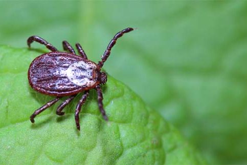 Como acabar com carrapatos e pulgas do ambiente