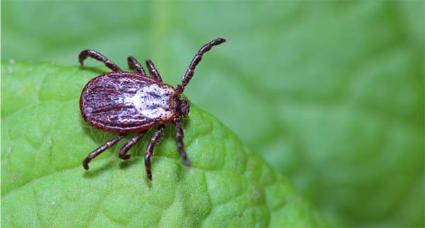 Como acabar com carrapatos e pulgas do ambiente