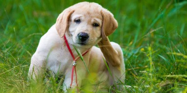 Como eliminar de vez carrapatos e pulgas em cães e gatos