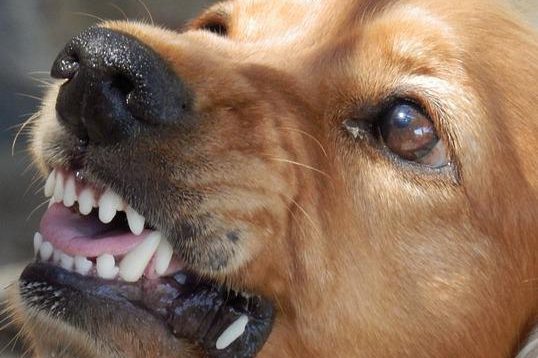 Como identificar sinais que seu cão está estressado