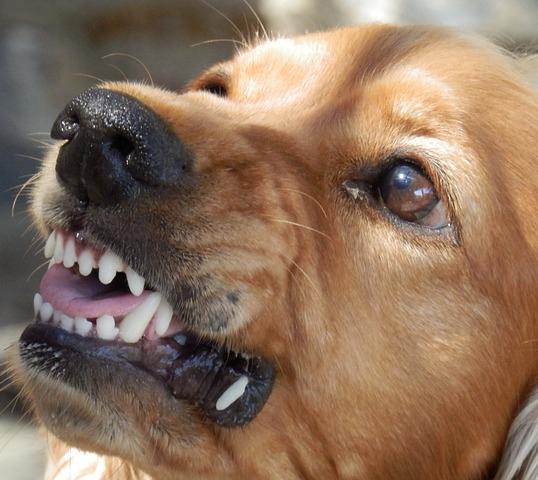 como identificar sinais de estresse em cachorros Como identificar sinais que seu cão está estressado