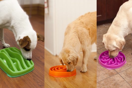 Dicas de como fazer para seu cão comer devagar