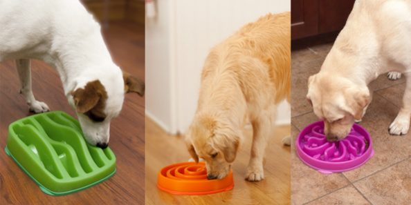 Dicas de como fazer para seu cão comer devagar Dicas de como fazer para seu cão comer devagar