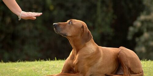 Dicas de como melhorar o comportamento animal dos cães Dicas de como melhorar o comportamento animal dos cães