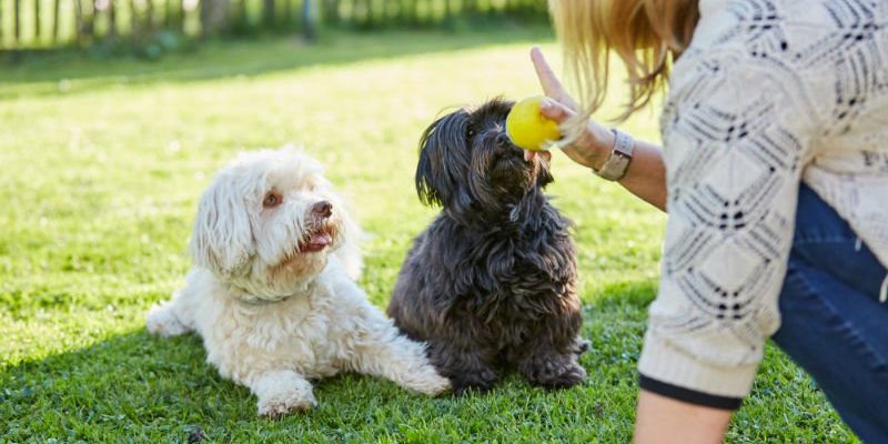 Dicas rápidas de como treinar e adestrar seu cachorro Dicas rápidas de como treinar e adestrar seu cachorro
