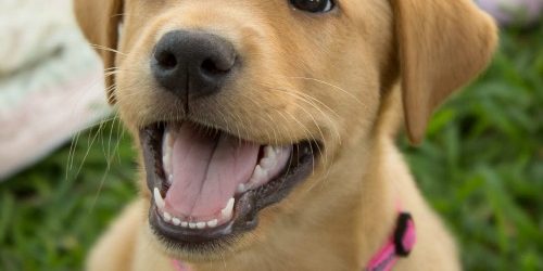 Dicas para ensinar seu cachorro a latir menos