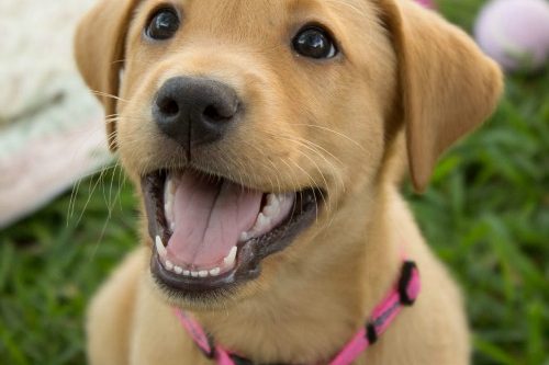 Dicas para ensinar seu cachorro a latir menos