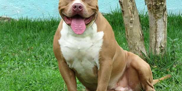 VANTAGENS DE COMPRAR E NÃO ADOTAR UM PIT BULL OU AMERICAN BULLY