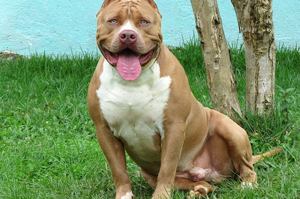 VANTAGENS DE COMPRAR E NÃO ADOTAR UM PIT BULL OU AMERICAN BULLY