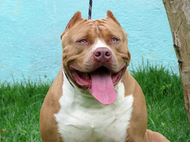 Quais os benefícios de ter um cão?