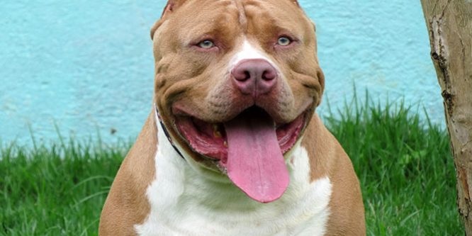 Quais os benefícios de ter um cão?