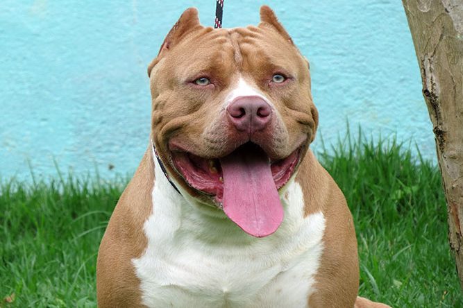 Quais os benefícios de ter um cão?