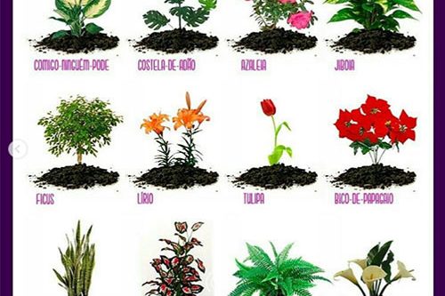 Saiba quais são as plantas tóxicas e venenosas para cães e gatos
