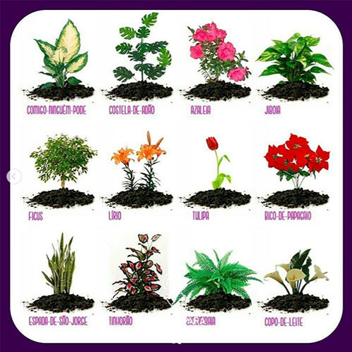 Saiba quais são as plantas tóxicas e venenosas para cães e gatos