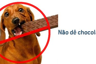 Chocolate alimento perigoso para os cães