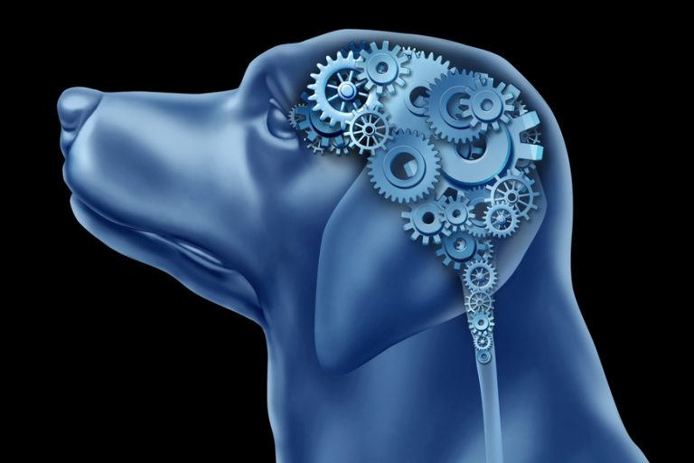 Psicologia canina entenda o comportamento natural dos cães