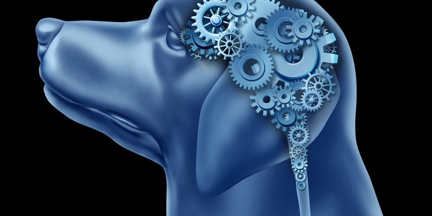 Psicologia canina entenda o comportamento natural dos cães Psicologia canina entenda o comportamento natural dos cães