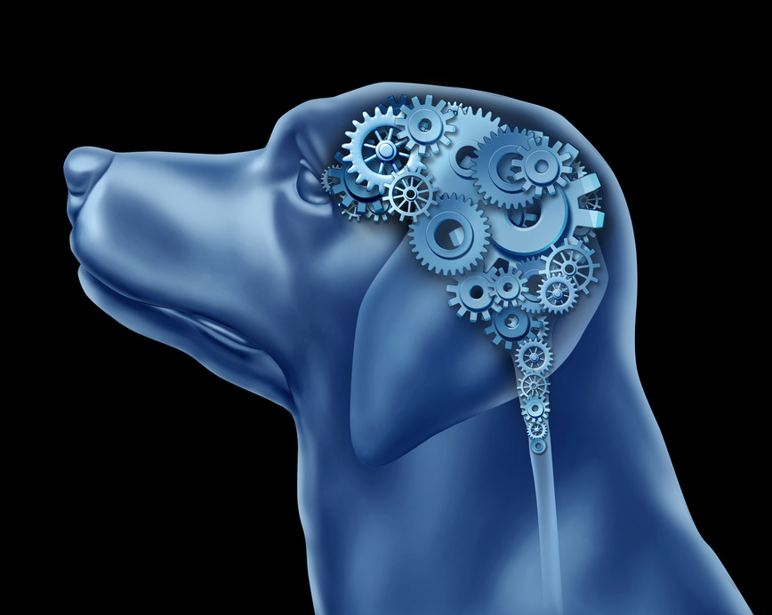 Psicologia canina entenda o comportamento natural dos cães CANIL