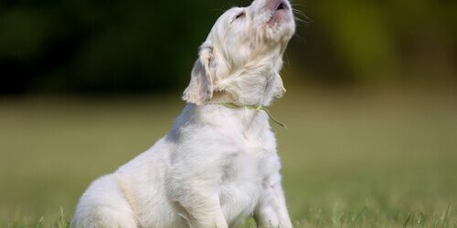 Qual o significado dos sons e linguagens corporais dos cães