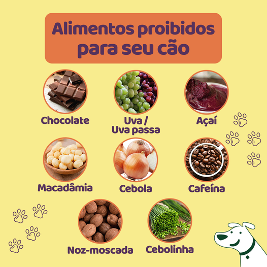 substâncias mais perigosas para seu cachorro ou gato