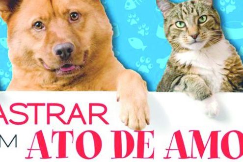 Vantagens e benefícios da castração em cães e gatos