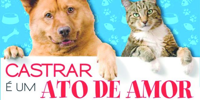 Vantagens e benefícios da castração em cães e gatos