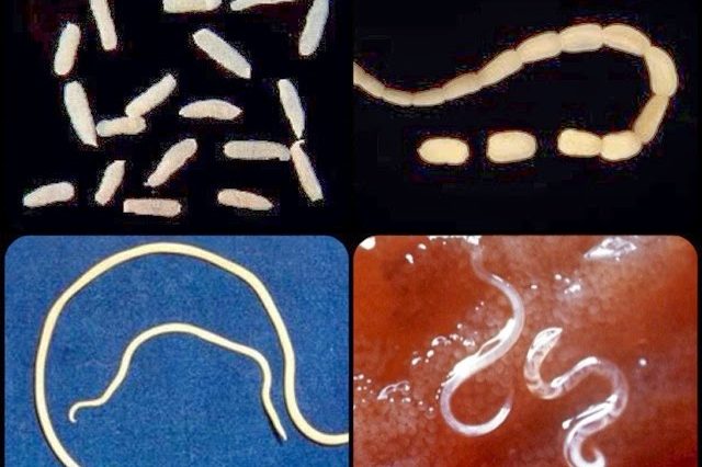 Quais são os principais sintomas de vermes em cães