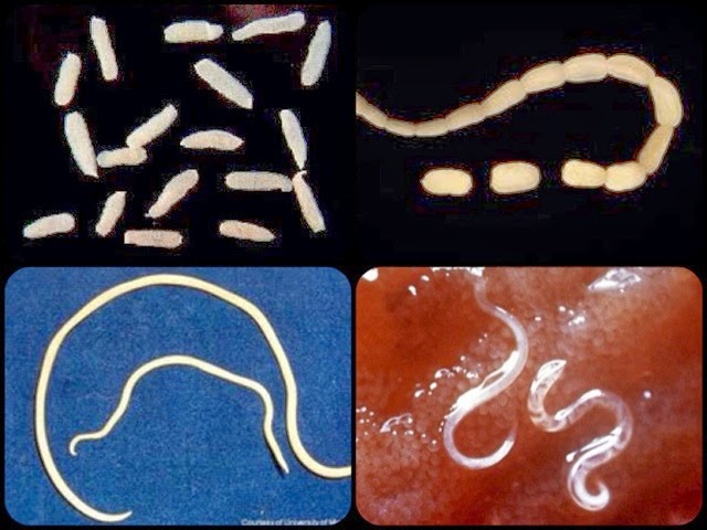 Quais são os principais sintomas de vermes em cães