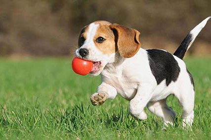 adestramento de cães filhote.
